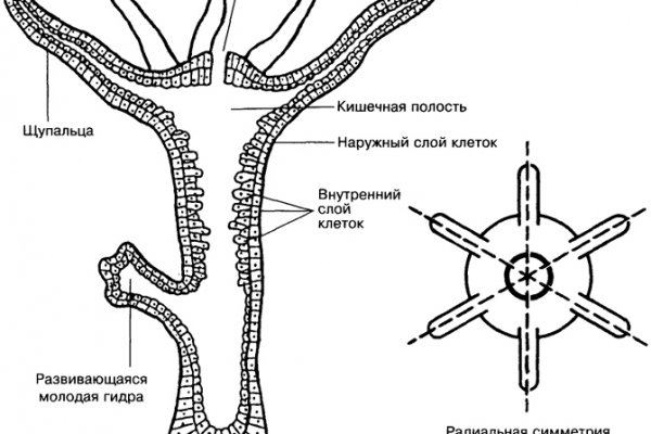 Магазин кракен как попасть