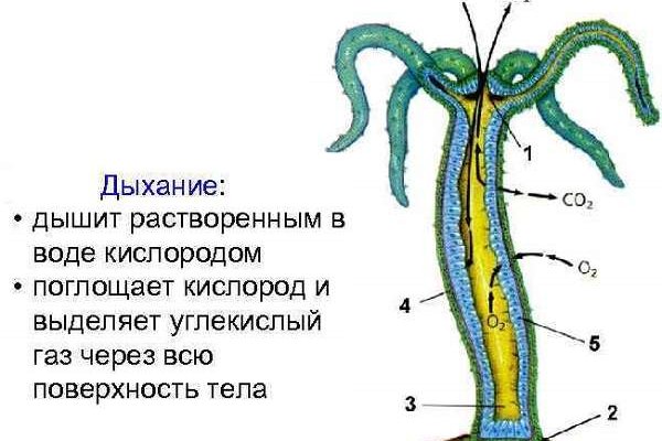 Кракен как попасть